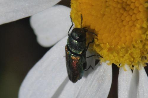 Réf. 249 487 : Anthaxia sp.